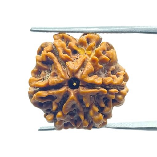 6 Mukhi Rudraksha Nepal ( 21.85 Mm)