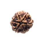 6 Mukhi Rudraksha Nepal (22.25 Mm)
