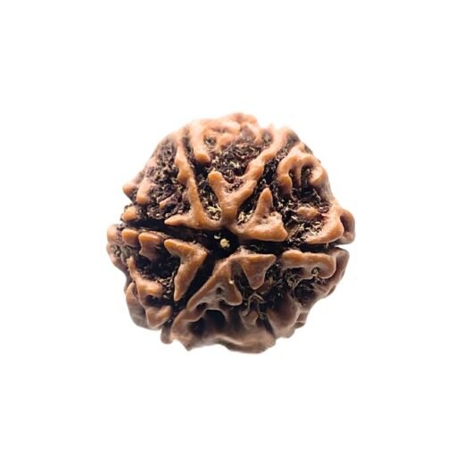6 Mukhi Rudraksha Nepal (22.25 Mm)
