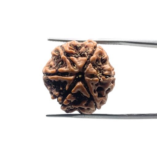 6 Mukhi Rudraksha Nepal (22.25 Mm)