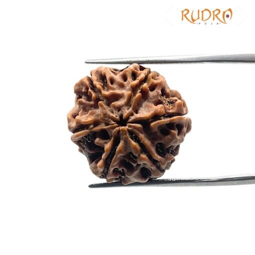 6 Mukhi Rudraksha Nepal (22.25 Mm)
