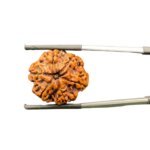 6 Mukhi Rudraksha Nepal (22.60mm)