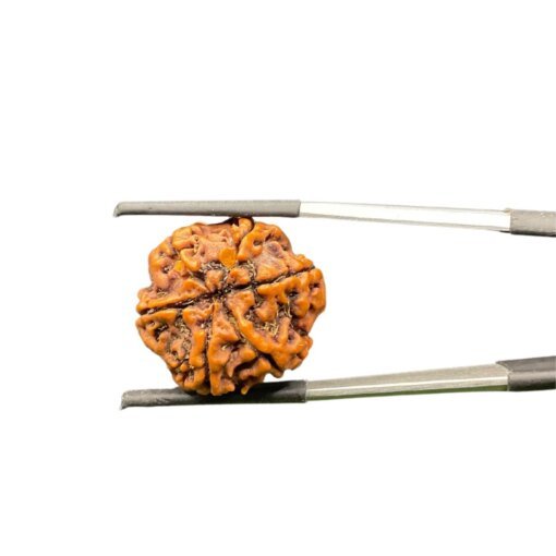 6 Mukhi Rudraksha Nepal (22.60mm)