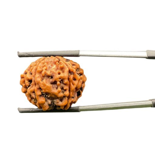 6 Mukhi Rudraksha Nepal (22.70 mm)