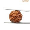 Six Mukhi Rudraksha Nepal (21.58 Mm)