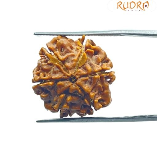 6 Mukhi Rudraksha 20.15 Mm