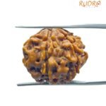 6 Mukhi Rudraksha 20.15 Mm