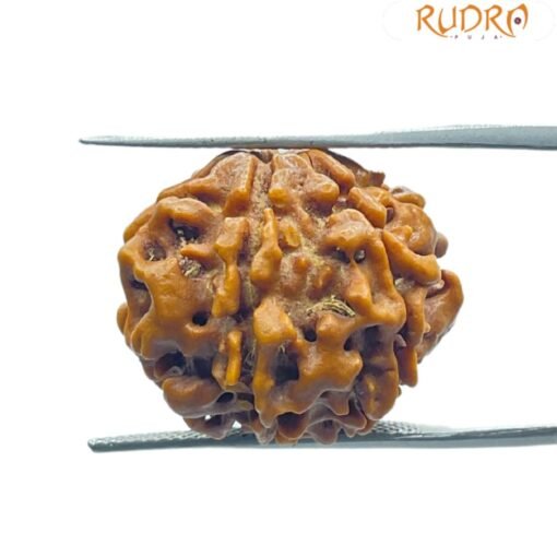 6 Mukhi Rudraksha 20.15 Mm