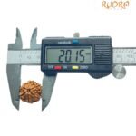 6 Mukhi Rudraksha 20.15 Mm