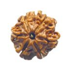 6 Mukhi Rudraksha 20.15 Mm
