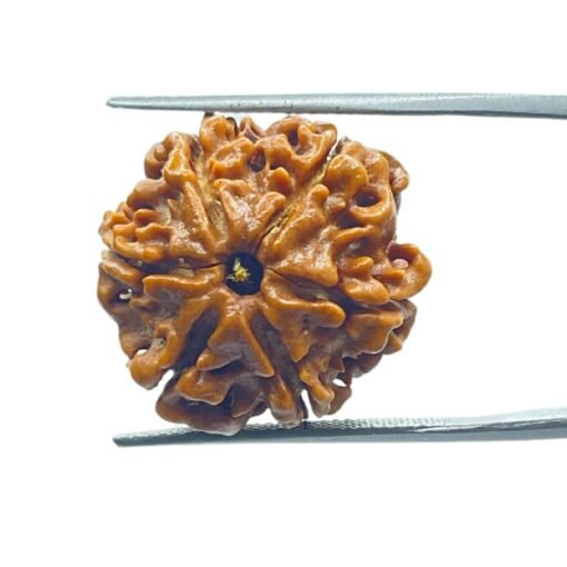 6 Mukhi Rudraksha 20.15 Mm
