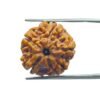 6 Mukhi Rudraksha 20.25 Mm