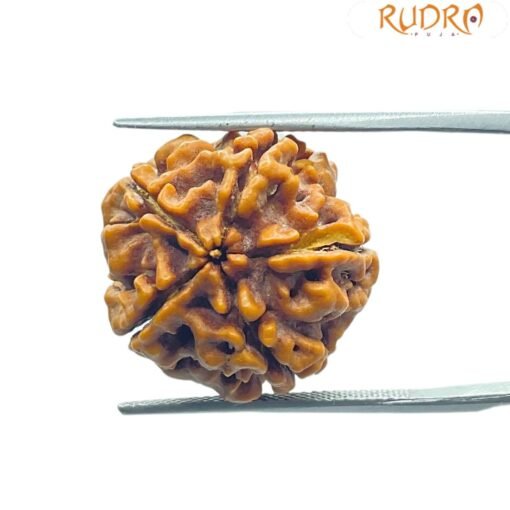 6 Mukhi Rudraksha 20.25 Mm