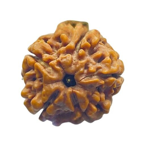 6 Mukhi Rudraksha 20.25 Mm