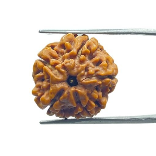 6 Mukhi Rudraksha 20.25 Mm