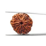 6 Mukhi Rudraksha Nepal (22.21 mm )