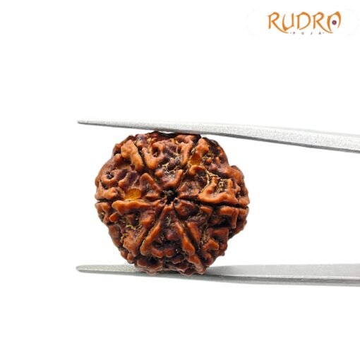 6 Mukhi Rudraksha Nepal (22.21 mm )