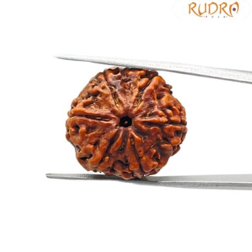 6 Mukhi Rudraksha Nepal (22.21 mm )