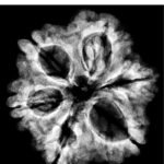 6 Mukhi Rudraksha Nepal ( 20.15 Mm)