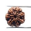 7 Mukhi Rudraksha 23.07 Mm