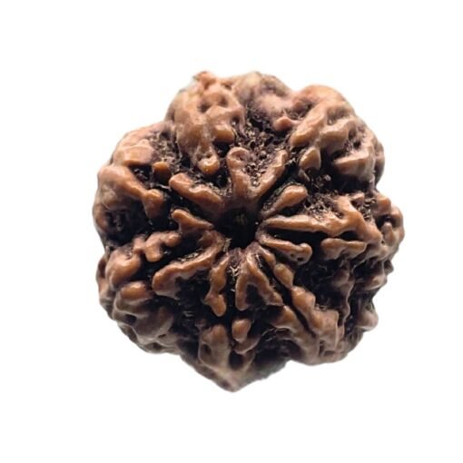 7 MUKHI RUDRAKSHA 23.07 MM