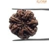 7 Mukhi Rudraksha 23.07 Mm