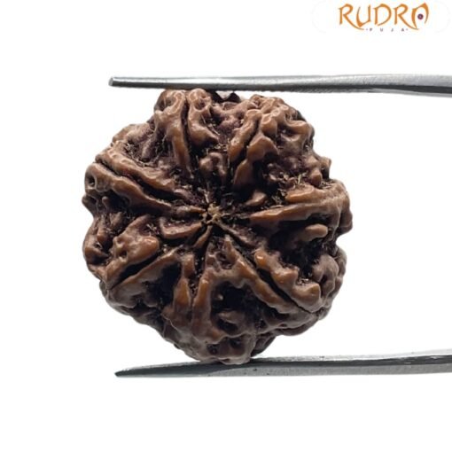 7 MUKHI RUDRAKSHA 23.07 MM