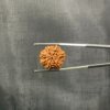 7 Mukhi Rudraksha Nepal (20.76 Mm)