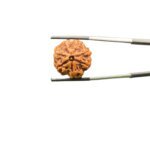 7 Mukhi Nepal Rudraksha (21.71 mm)