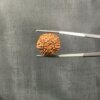 7 Mukhi Rudraksha Nepal (22.61 Mm)