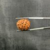 7 Mukhi Rudraksha Nepal (22.61 Mm)