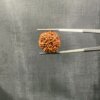 7 Mukhi Rudraksha Nepal ( 22.65 Mm )