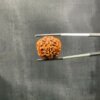 7 Mukhi Rudraksha Nepal ( 22.65 Mm )