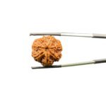 7 Mukhi Nepal Rudraksha (22.76 mm )