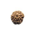 7 Mukhi Rudraksha Nepal (18.80 Mm)