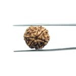 7 Mukhi Rudraksha Nepal (18.80 mm)