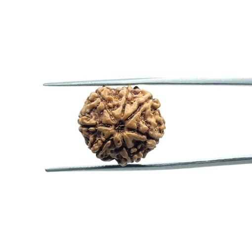 7 Mukhi Rudraksha Nepal (18.80 Mm)