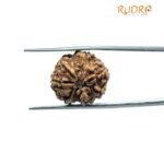 7 Mukhi Rudraksha Nepal (18.80 mm)