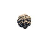7 Mukhi Rudraksha Nepal ( 22.39 Mm )