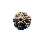 7 Mukhi Rudraksha Nepal (22.40 Mm)