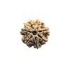 7 Mukhi Rudraksha Nepal (22.64 Mm)