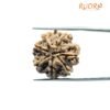 7 Mukhi Rudraksha Nepal (22.64 Mm)