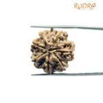7 Mukhi Rudraksha Nepal (22.64 mm)