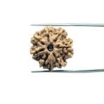 7 Mukhi Rudraksha Nepal (22.64 mm)