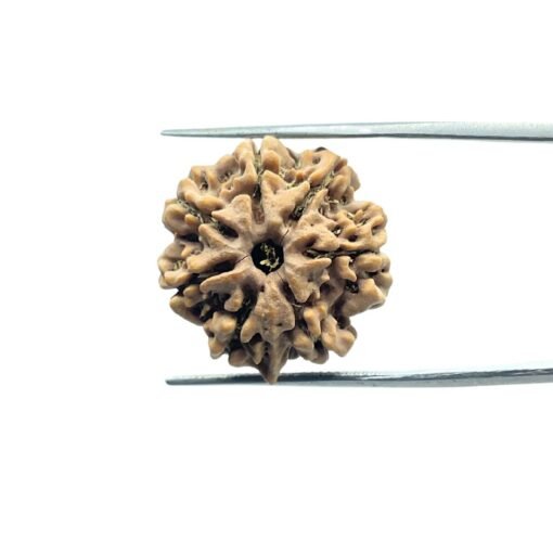 7 Mukhi Rudraksha Nepal (22.64 Mm)