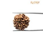 7 Mukhi Rudraksha Nepal (22.68 Mm )