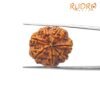 7-Mukhi-Rudraksha-Nepal-24.32-Mm-Bp-C.jpg March 7, 2025 210 Kb