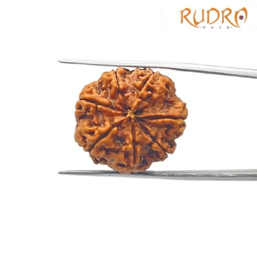 7-Mukhi-Rudraksha-Nepal-24.32-mm-BP-C.jpg March 7, 2025 210 KB