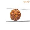 7-Mukhi-Rudraksha-Nepal-24.32-Mm-Fp-C.jpg March 7, 2025 67 Kb