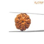 7-Mukhi-Rudraksha-Nepal-24.32-mm-FP-C.jpg March 7, 2025 67 KB